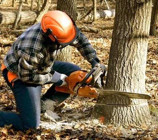 Tree Removal in Matthews, IN